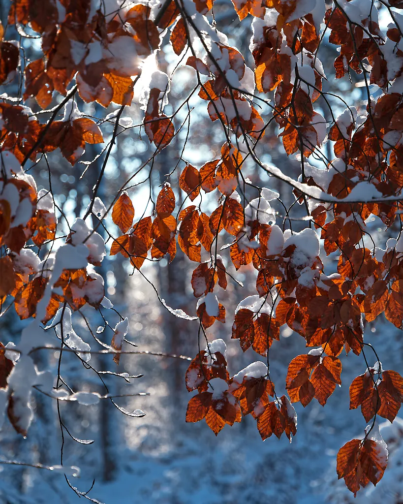 red leaves in sow